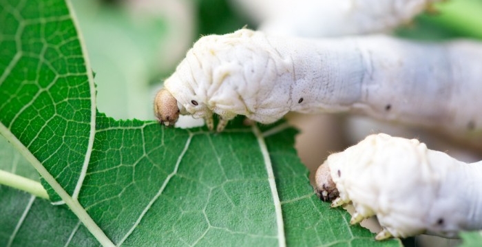 Feeding silkworms sprayed with carbon nanotubes make it produce silk-graphene.