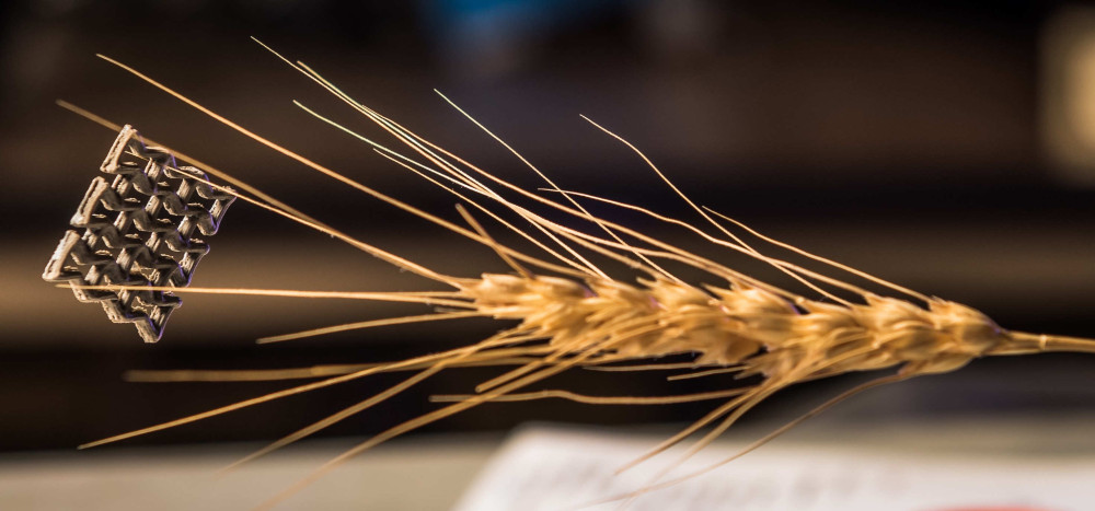 Graphene aerogel is so lightweight that one of awn wheat can hold it without bending.